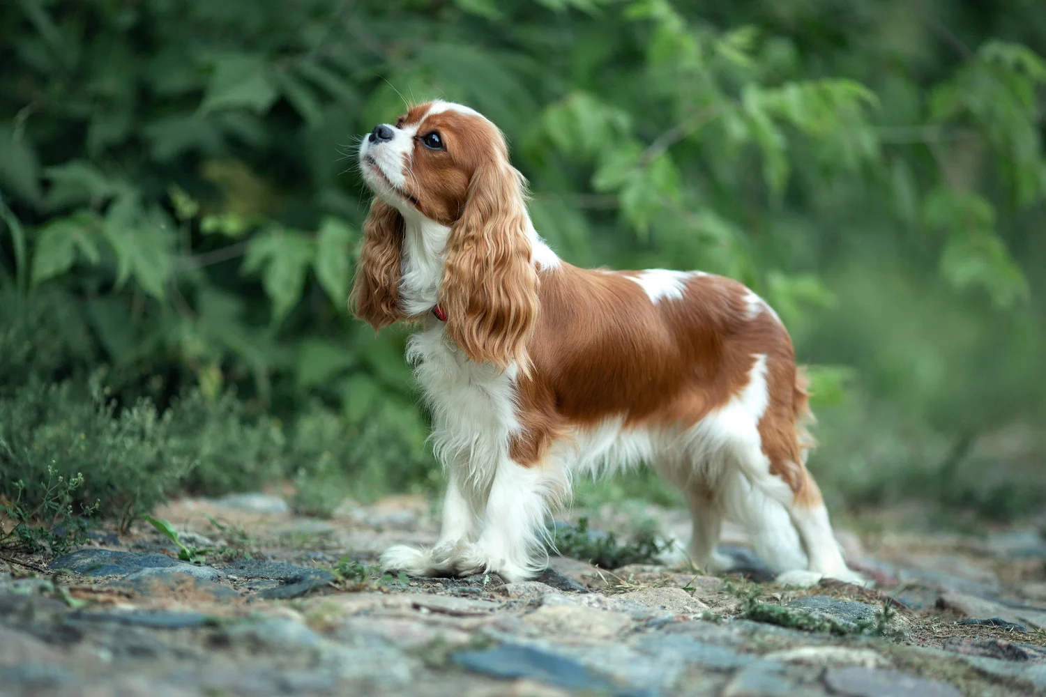 Suczka Cavalier King Charles Spaniel na trawie