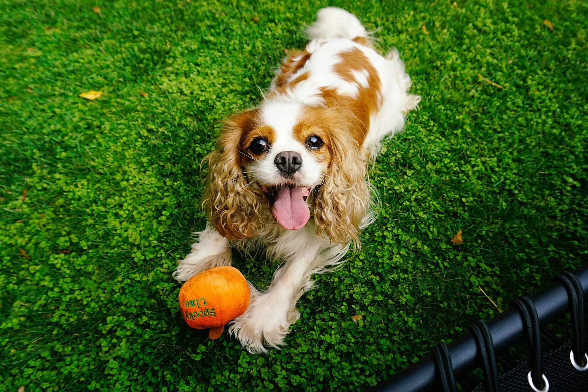 Cavalier King Charles Spaniel w ogrodzie
