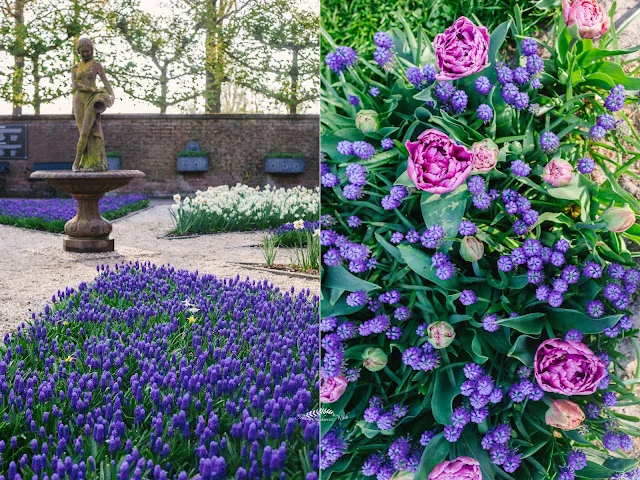 Kolorowe tulipany w Keukenhof