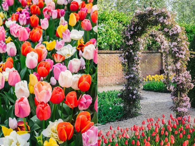Drewniany wiatrak na terenie Keukenhof