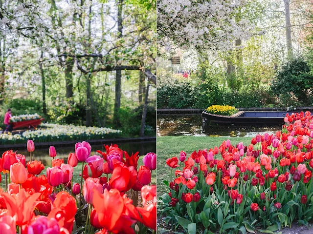 Tulipanowe rabaty w Keukenhof