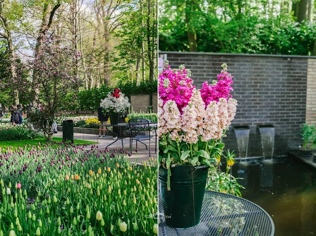 Tulipany w ogrodowej scenerii