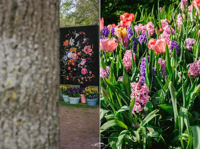 Wiosenny krajobraz Keukenhof