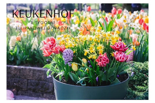 Kolorowe tulipany w ogrodzie Keukenhof