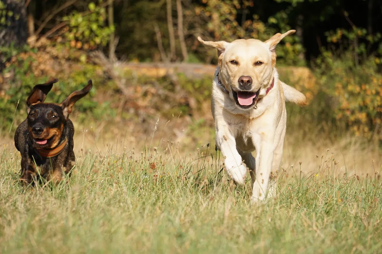 Jamnik czy labrador - Który pies lepiej pasuje do Twojego domu?