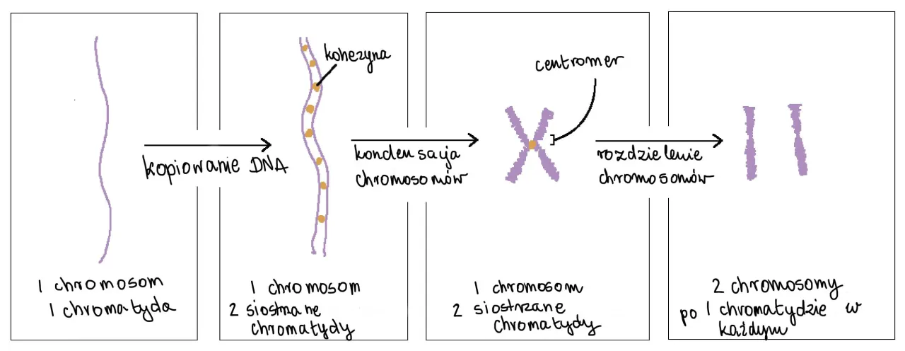 Czym jest gen i jak działa? - Różnice między DNA a chromosomem Czym jest gen i jak działa? - Różnice między DNA a chromosomem