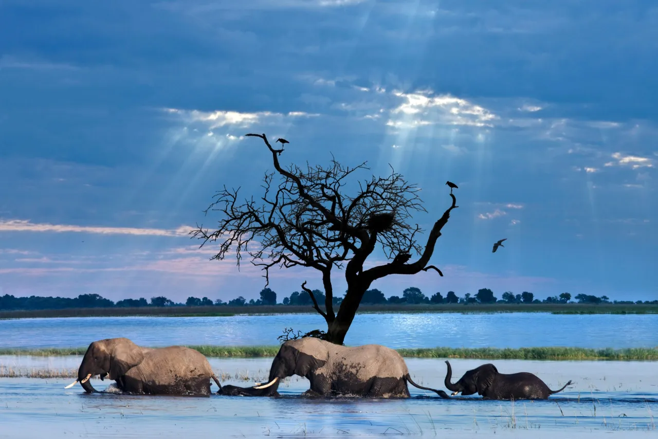 Botswana safari - Gdzie, kiedy, co zobaczyć? Twój przewodnik