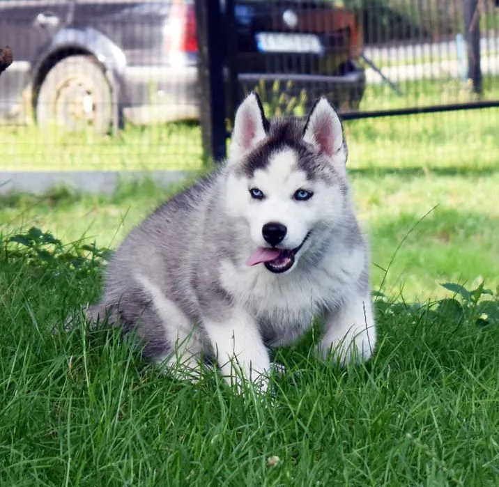 Ile kosztuje husky z rodowodem? Ceny, które mogą zaskoczyć