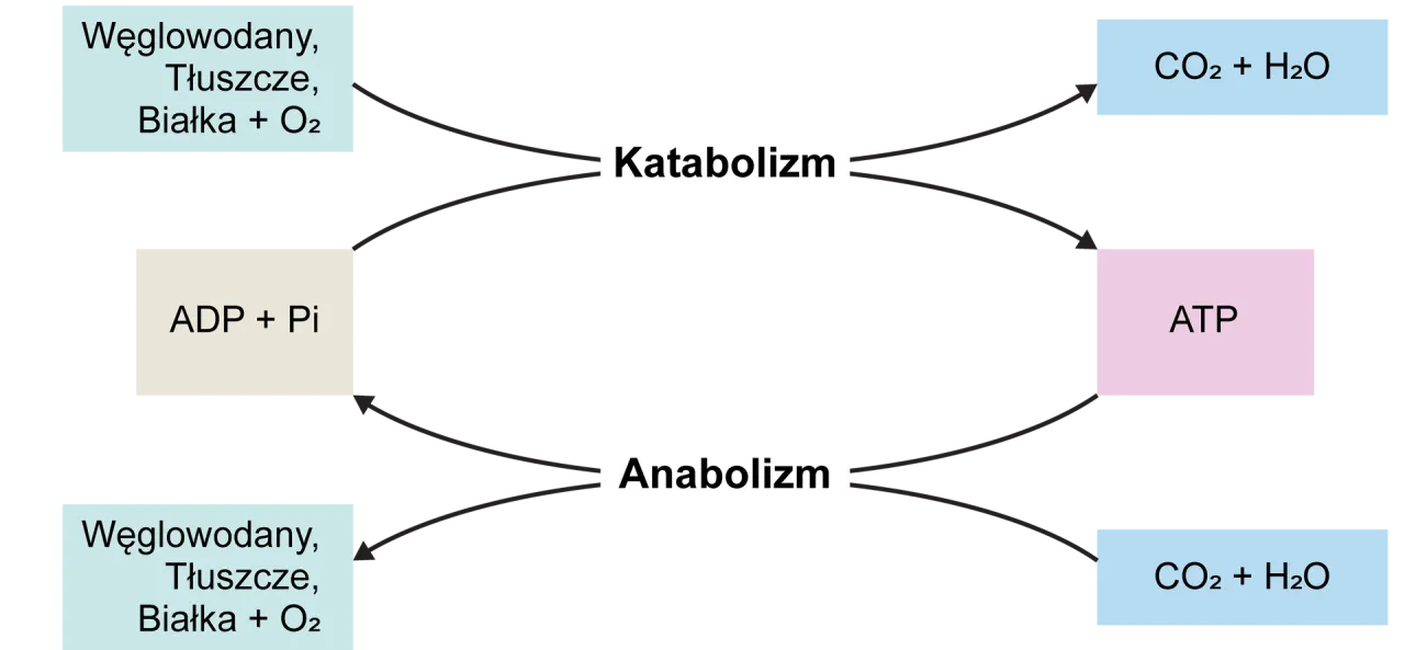 ATP - Czym jest i dlaczego nazywamy go biologiczną gotówką?