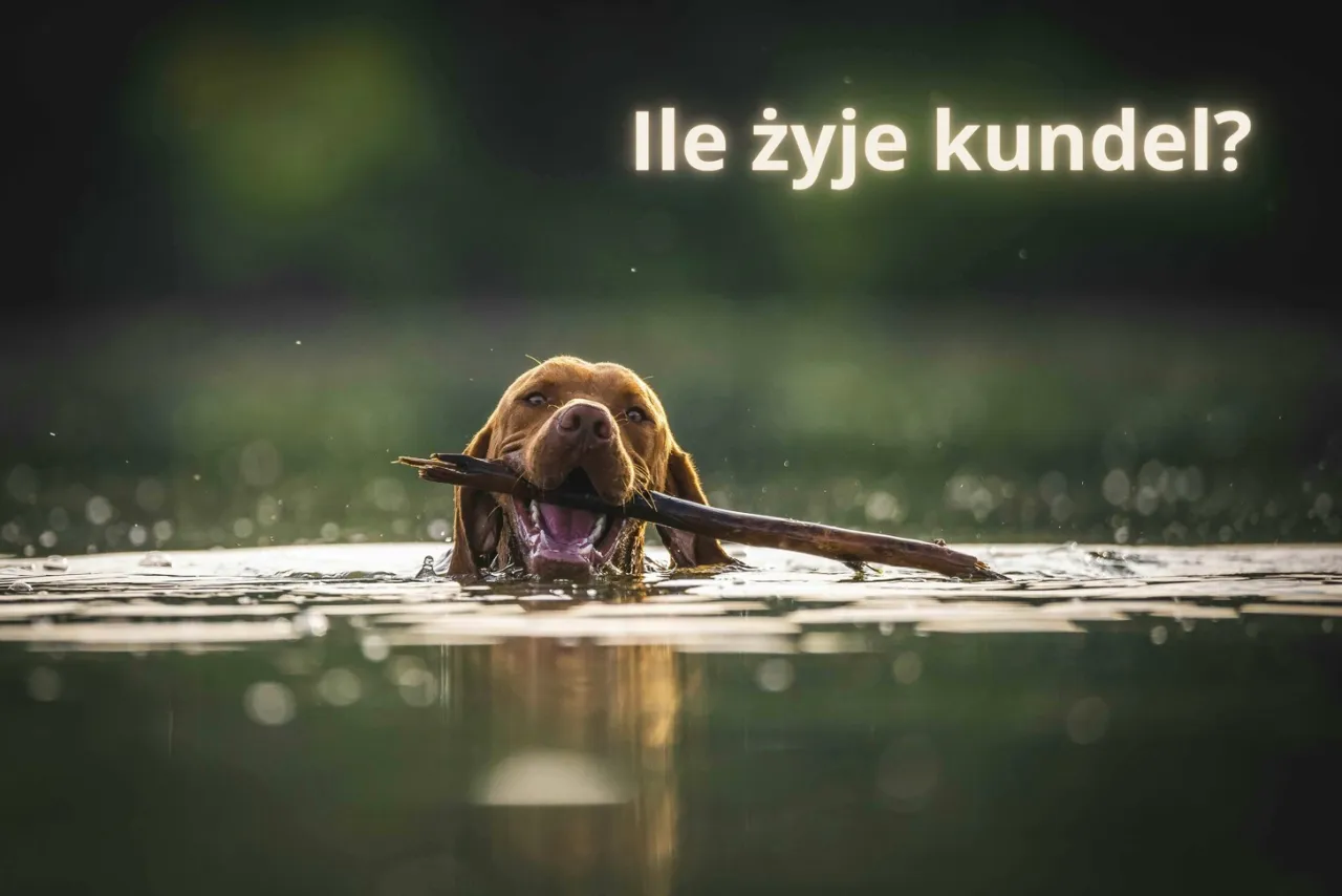 Ile żyją kundelki? Sekret długowieczności i jak go osiągnąć Ile żyją kundelki? Sekret długowieczności i jak go osiągnąć