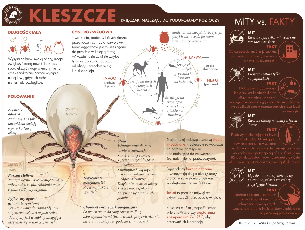ile-yj-kleszcze-zaskakuj-ce-fakty-o-ich-cyklu-ycia-i-przetrwaniu