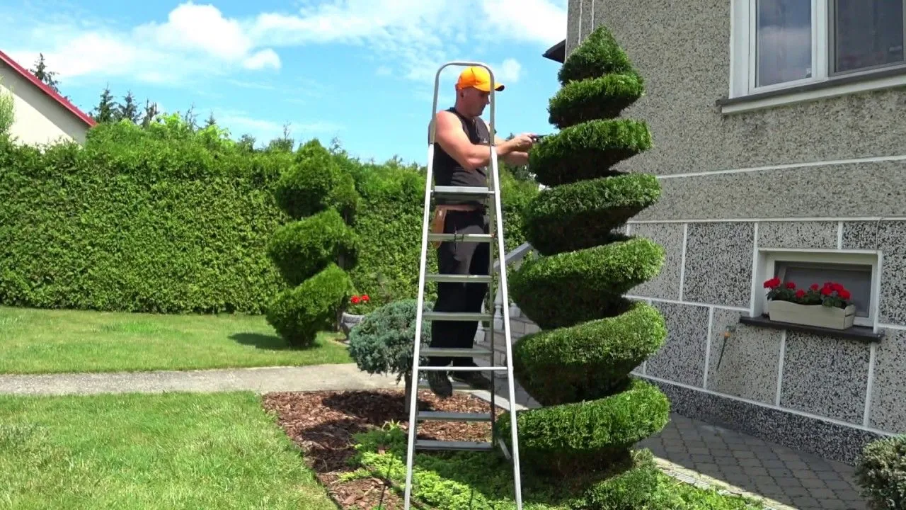 Jak zrobi drzewko bonsai z tui  proste kroki i bdy, ktrych unika