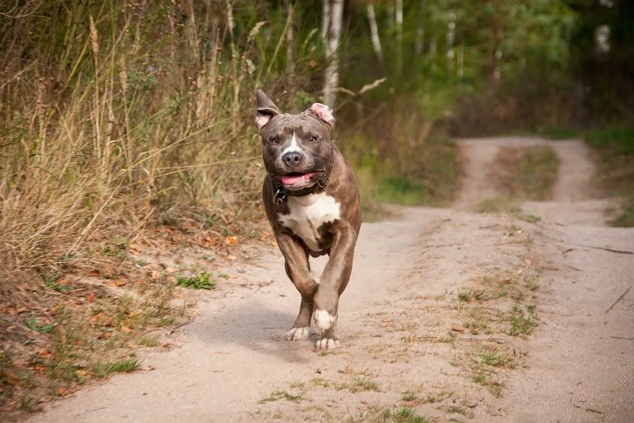 Ile żyje amstaff? Poznaj sekrety długowieczności psa Ile żyje amstaff? Poznaj sekrety długowieczności psa
