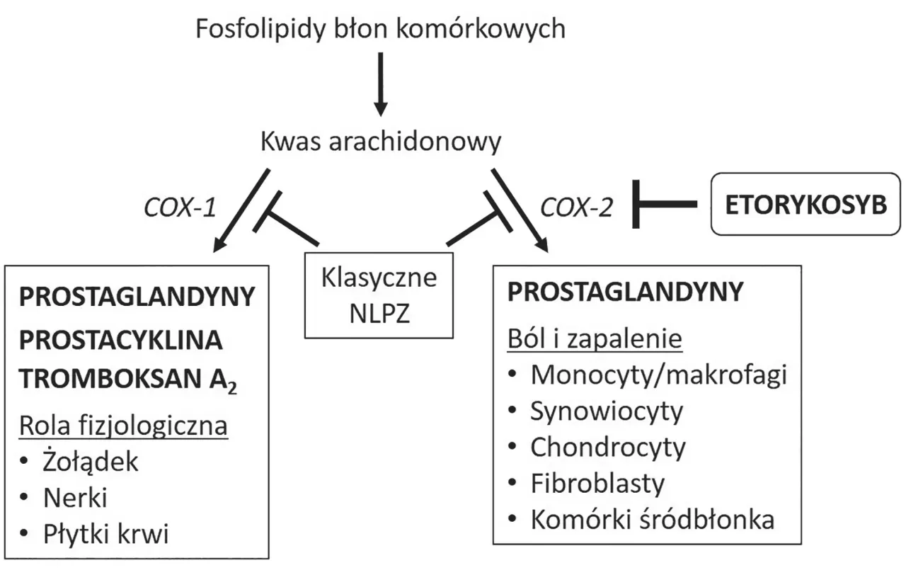 Etorykoksyb - kiedy pomaga, a kiedy szkodzi? Sprawdź!