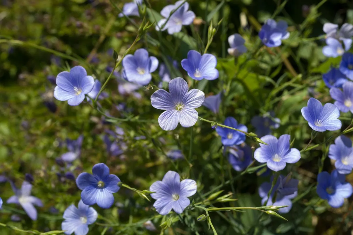 Fleur de Lin - Le secret d'un jardin facile et écologique?