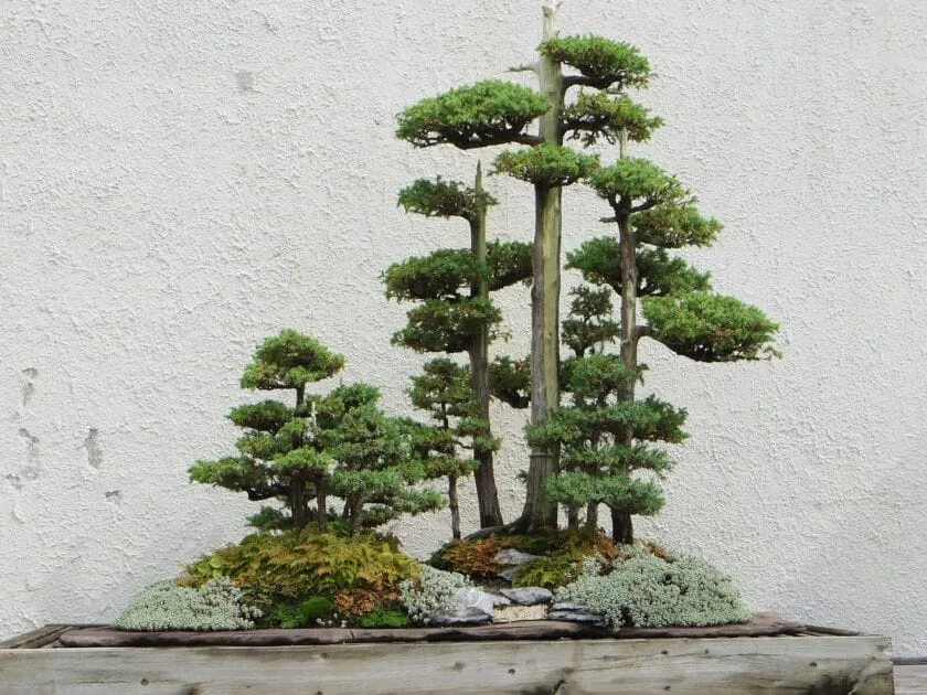 bonsai lt 25+ Silver Drop Eucalyptus Bonsai Tree Seeds Made in USA. Ships from I –  Curranfarms main image 1