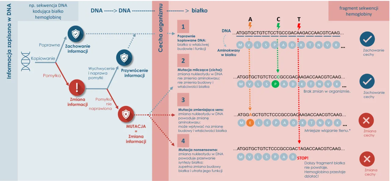 Biologia molekularna - Jak odczytać instrukcję działania komórki?
