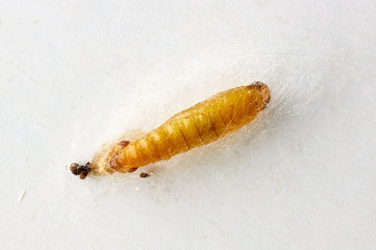 Mole spożywcze w kuchni? Naturalne sposoby na pozbycie się ich Mole spożywcze w kuchni? Naturalne sposoby na pozbycie się ich