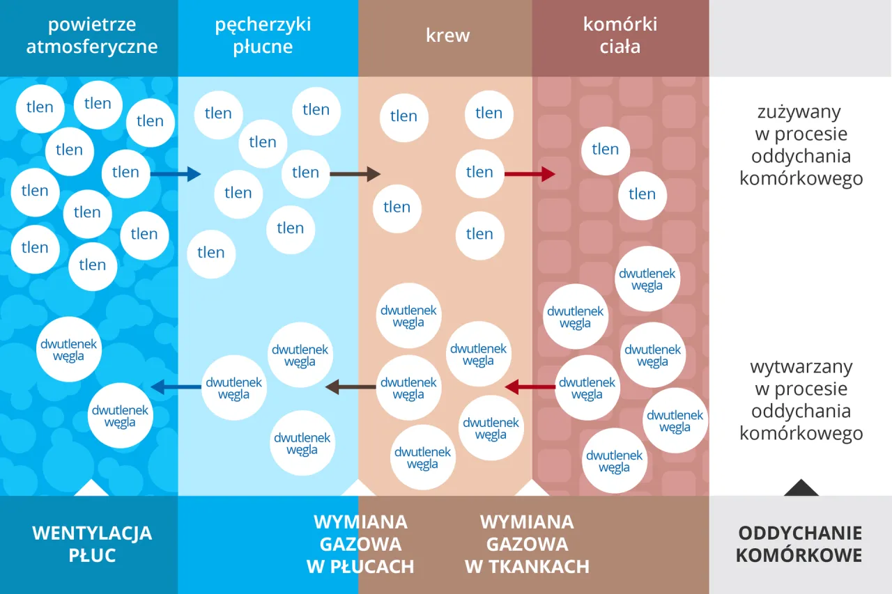 Wymiana gazowa - Jak działa i czym różni się od wentylacji? Wymiana gazowa - Jak działa i czym różni się od wentylacji?