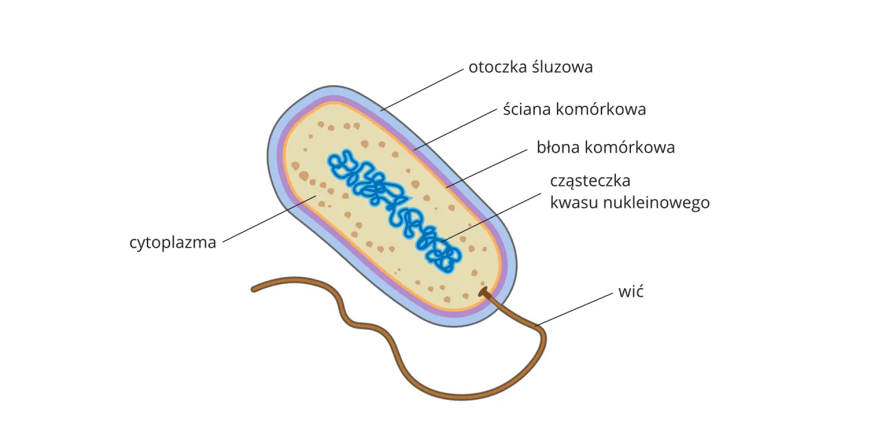 Komórka - dlaczego to podstawowa jednostka materii ożywionej? Komórka - dlaczego to podstawowa jednostka materii ożywionej?