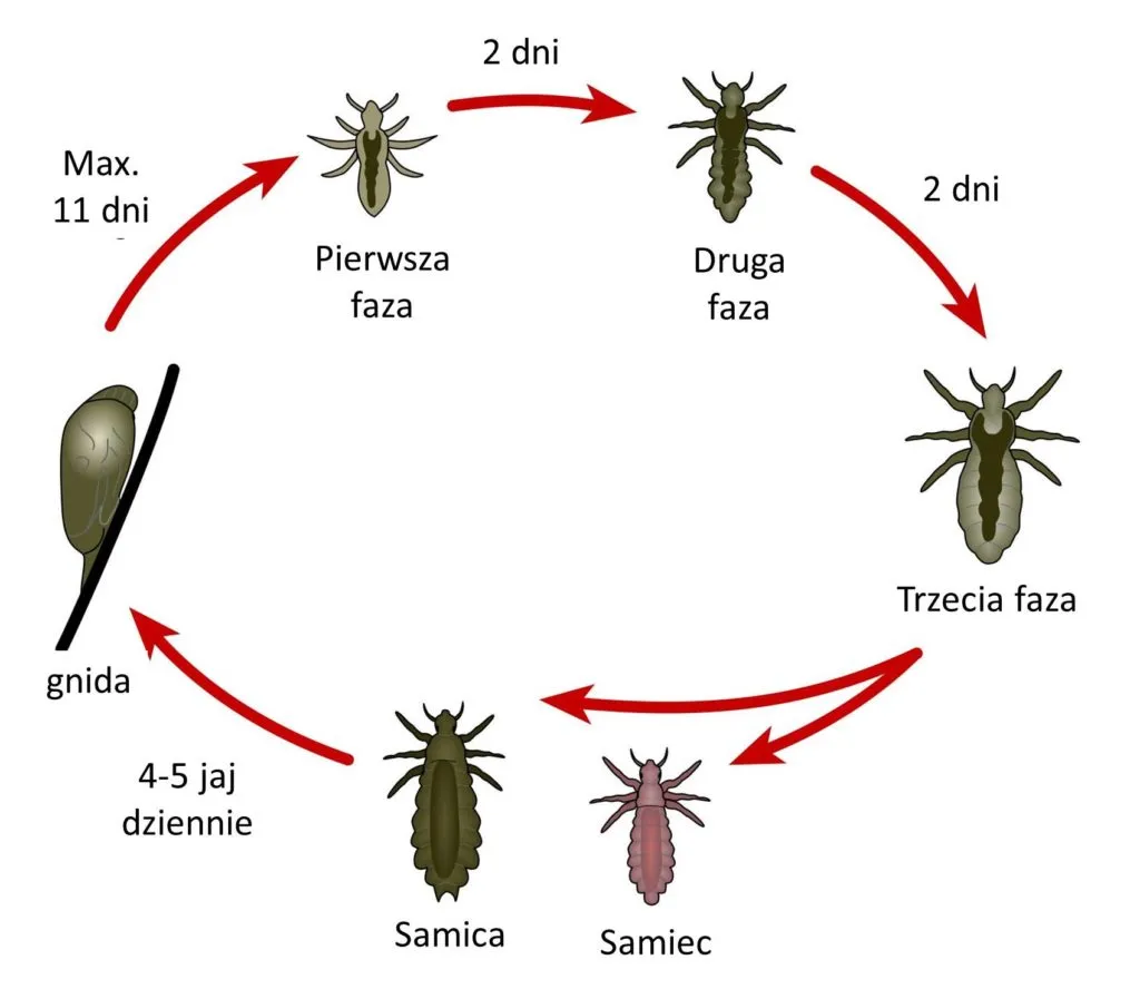 Jak rozmnażają się wszy? Cykl życia i jak go przerwać