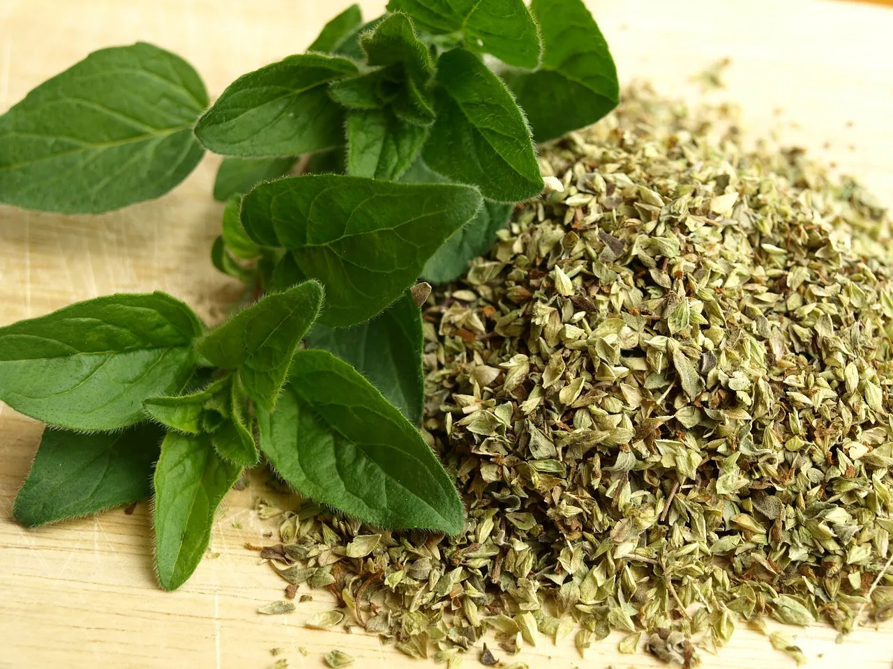 Jak rozpoznać oregano? Kluczowe cechy i porównanie z majerankiem Jak rozpoznać oregano? Kluczowe cechy i porównanie z majerankiem
