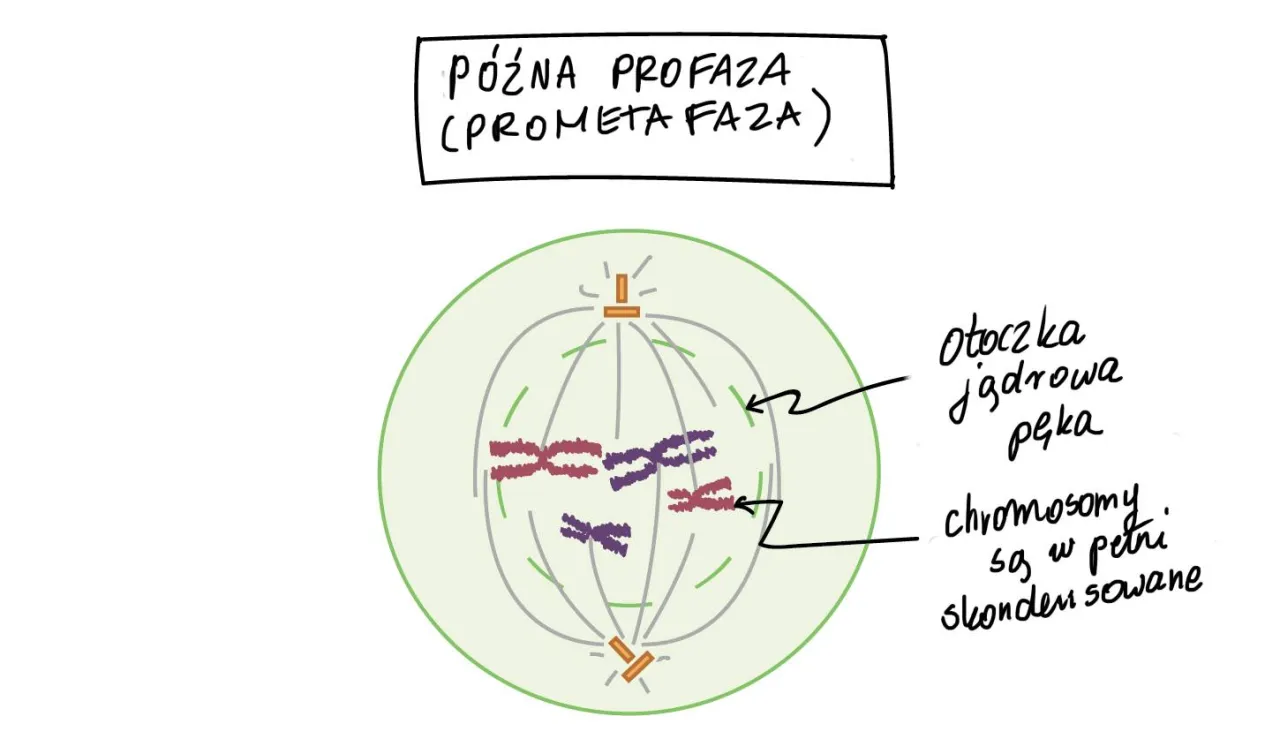 Cykl komórkowy - Jak zrozumieć etapy i nie pomylić podziałów? Cykl komórkowy - Jak zrozumieć etapy i nie pomylić podziałów?