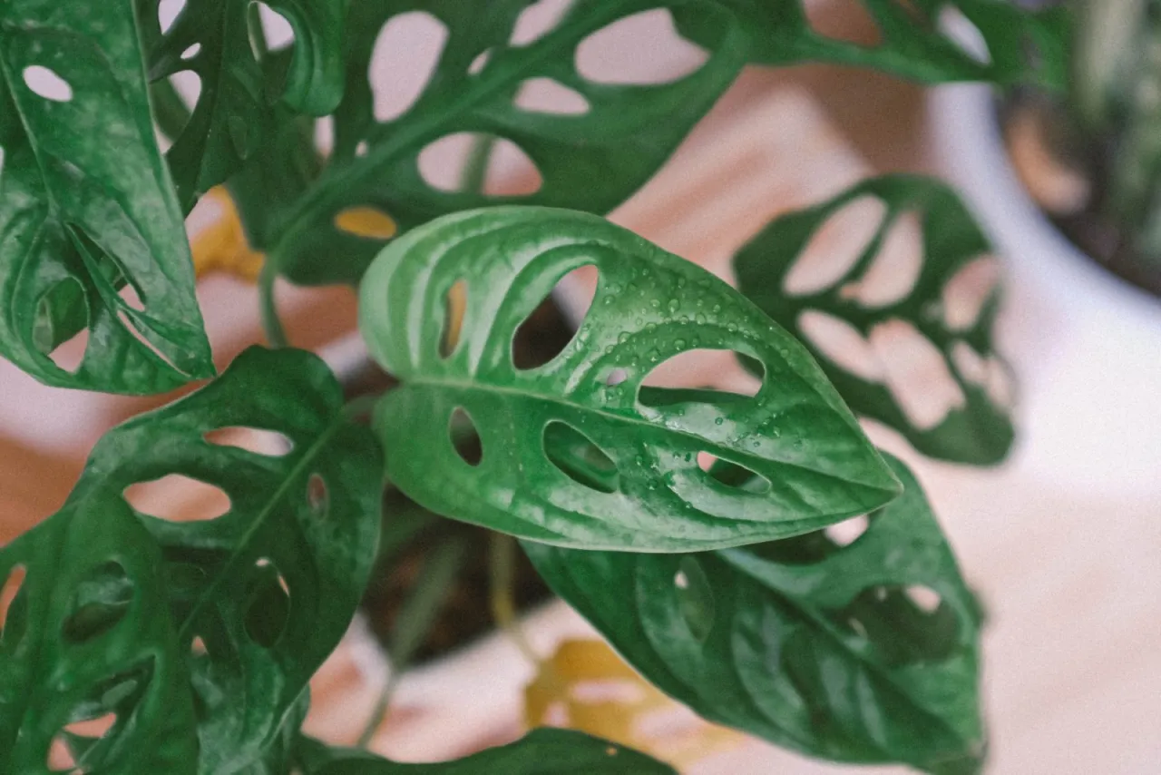 philodendron kwiat ROLINA - Filodendron White Princess + porady dotyczce uprawy