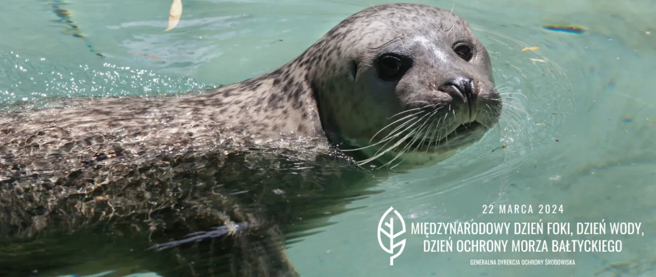 Zwierzęta Bałtyku: odkryj foki, morświny i tajemnice naszego morza