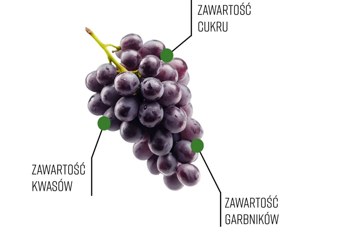 Kiedy zbierać winogrona na wino? Sprawdź kluczowe wskaźniki
