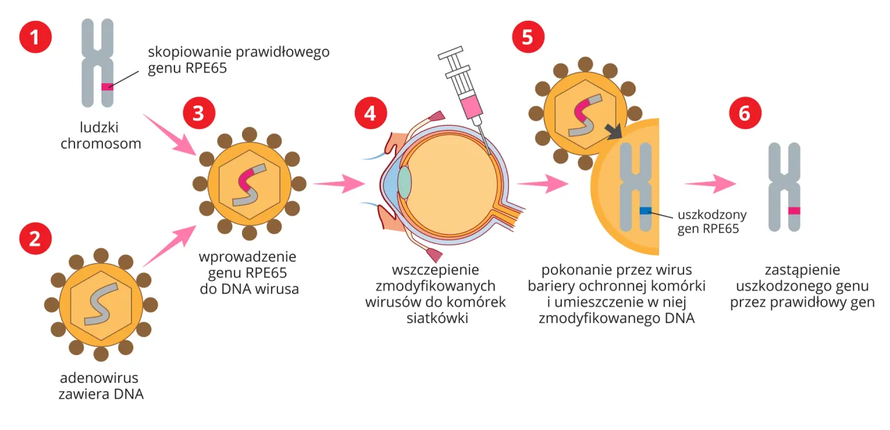 Wektor w biologii - Jak odróżnić nośnik genu od siewcy chorób?