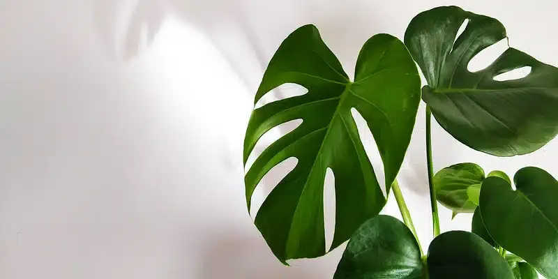 Czy monstera jest trujca dla psa? Objawy i co zrobi w razie zatrucia